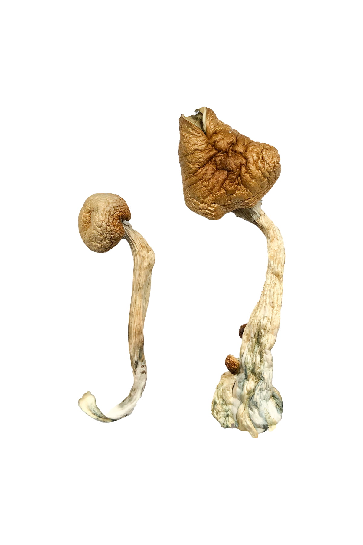 Buy B+ Magic Mushrooms online from a trusted source. B Plus mushrooms, often known as B+ magic mushrooms, rank among the most popular and reliable strains in the Psilocybe cubensis family.