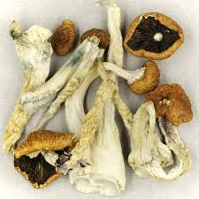 Creeper Magic Mushroom For Sale