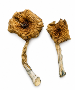 Ban Thurian Magic Mushrooms