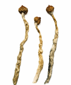 Buy Arenal Volcano Magic Mushrooms CANADA