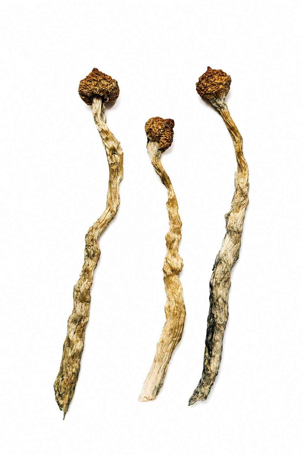 Buy Arenal Volcano Magic Mushrooms CANADA