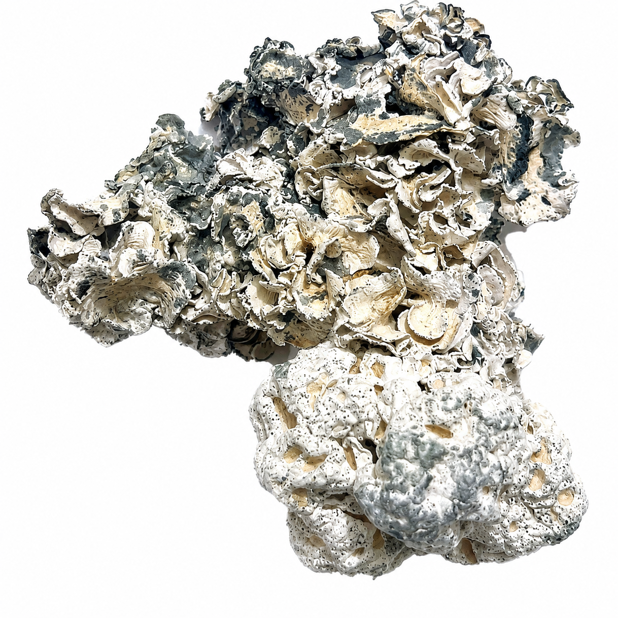 Buy Enigma Magic Mushrooms in Canada