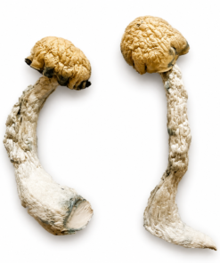 Buy Trinity Magic Mushrooms in Canada