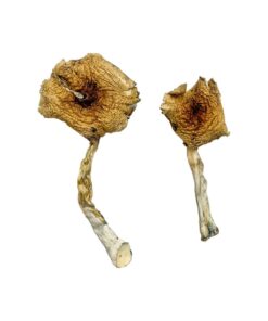 Ban Thurian Magic Mushrooms