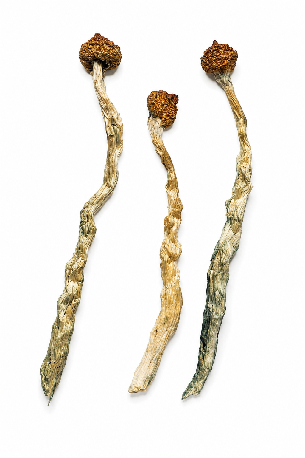 Buy Arenal Volcano Magic Mushrooms CANADA